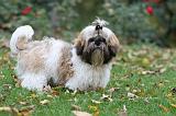 SHIH TZU 088